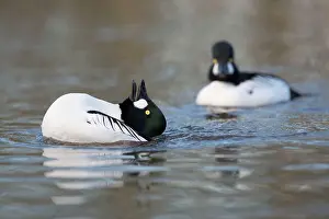 Goldeneye: Goldeneye male displaying winter