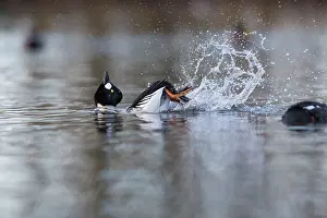 Goldeneye: Goldeneye male displaying winter