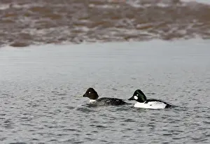 Goldeneyes: Goldeneye -male and female swimming in shallow water