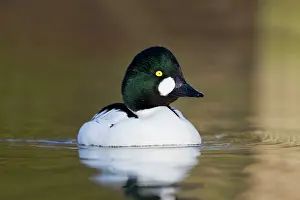 Goldeneye: Goldeneye male winter