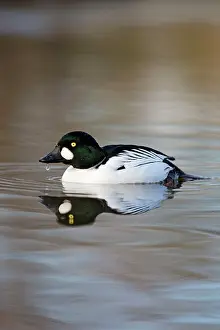 Goldeneye: Goldeneye male winter