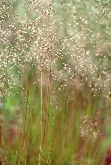 Flexuosa: Goldenfairygrass