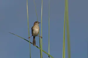 31517: Goldenheaded Cisticola clinging to two grass stems Pep