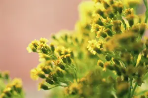Goldenrod: Goldenrod