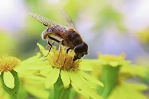 Hoverflies: Goldenrod