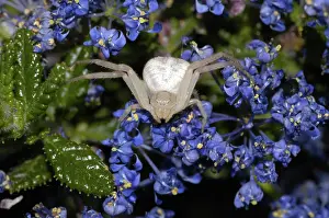 Thomisidae: Goldenrod Crab Spider