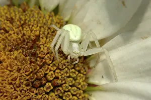 Thomisidae: Goldenrod Crab Spider