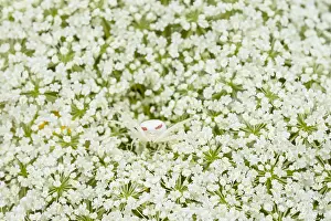 Misumena: Goldenrod crab spider or flower crab spider (Misumena
