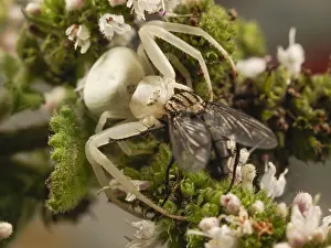 Misumena: Goldenrod Crab Spider (Misuma vatia) has catche