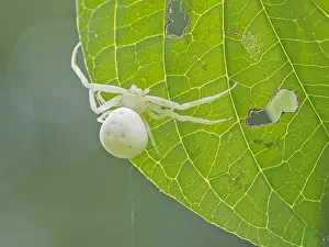 Misumena: Goldenrod Crab Spider (Misumena vatia) climbing