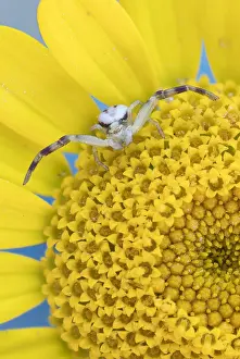 Marguerite: Goldenrod crab spider (Misumena vatia), on flower