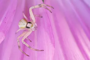 Rosy: Goldenrod crab spider (Misumena vatia) on flower