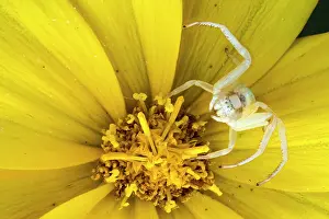 Misumena: Goldenrod crab spider (Misumena vatia), in hunting