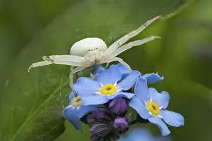 Boraginaceae: Goldenrod crab spider (Misumena vatia) in lurking