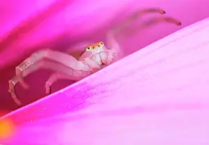 Rosy: Goldenrod crab spider (Misumena vatia) in lurking