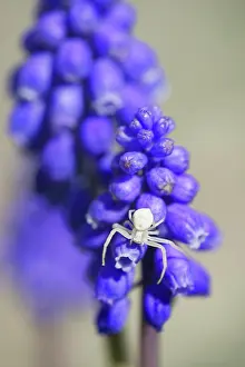 Hyacinth: Goldenrod crab spider (Misumena vatia) lurks on