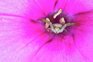 Lurk: Goldenrod crab spider (Misumena vatia) lying in