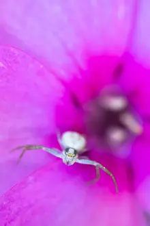 Lurk: Goldenrod crab spider (Misumena vatia) lying in