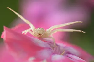 Plan: Goldenrod crab spider (Misumena vatia) on pink flower