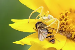 Misumena: Goldenrod crab spider (Misumena vatia) with prey