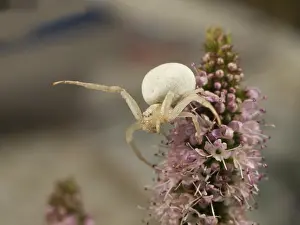 Waiting: Goldenrod Crab Spider (Misumena vatia) waiting