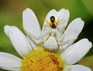 Capturing: Goldenrod Spider (Misumena vatia) female capturing