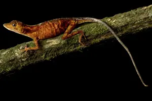 Lizards: Goldenscale Anole (Norops nitens), on black background