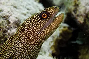 Bonaire: Goldentail Moray (Gymnothorax miliaris)