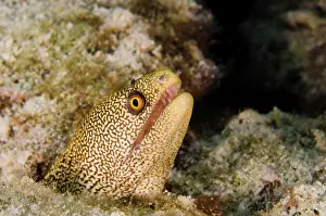 Bonaire: Goldentail Moray (Gymnothorax miliaris)