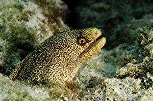 Bonaire: Goldentail Moray (Gymnothorax miliaris)