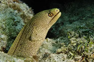 Bonaire: Goldentail Moray (Gymnothorax miliaris)