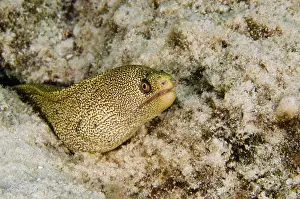 Bonaire: Goldentail Moray (Gymnothorax miliaris)