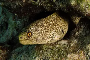 Bonaire: Goldentail Moray (Gymnothorax miliaris)