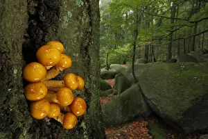 Cluster: Goldfell-Schappling (Pholiota aurivella), cluster