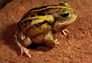 Goldfields: Goldfields bullfrog
