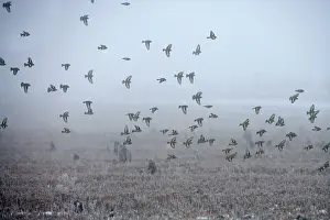 Goldfinches: Goldfinch