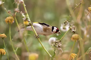 Goldfinches: Goldfinch
