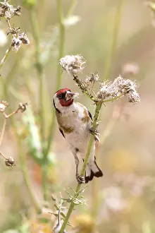 Goldfinches: Goldfinch