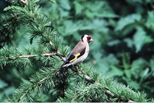Goldfinch: GOLDFINCH
