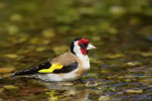 Goldfinches: Goldfinch adult bird taking a bath