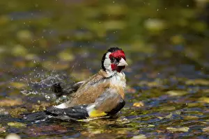Goldfinches: Goldfinch adult bird taking a bath