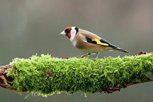 Goldfinches: Goldfinch adult on moss covered branch winter