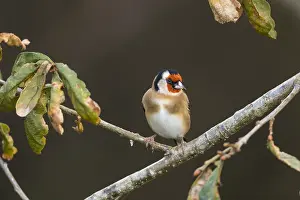 Goldfinches: Goldfinch - Autumn - Cornwall - UK