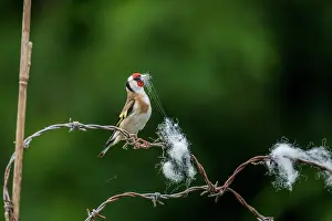 Pulling: Goldfinch - On Barbed Wire - Collecting Nesting