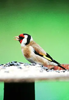 Goldfinches: Goldfinch - On bird table