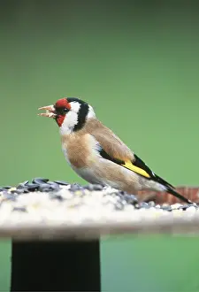 Tables: GOLDFINCH - on bird table