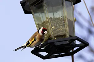 Birdfeeder: Goldfinch - at birdfeeder