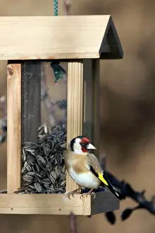 Birdfeeder: Goldfinch - on birdfeeder