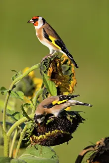 Ripened: Goldfinch, two birds feeding on ripened sunflower