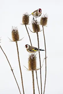 Goldfinches: Goldfinch - two birds feeding on teasel, in winter